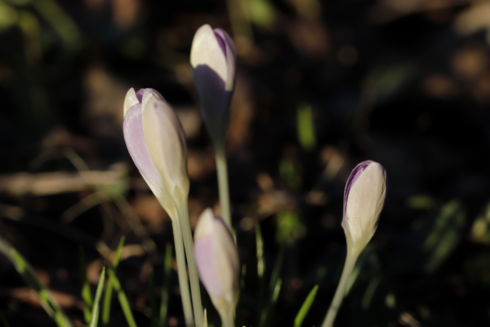 Crocus