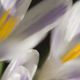 Crocus