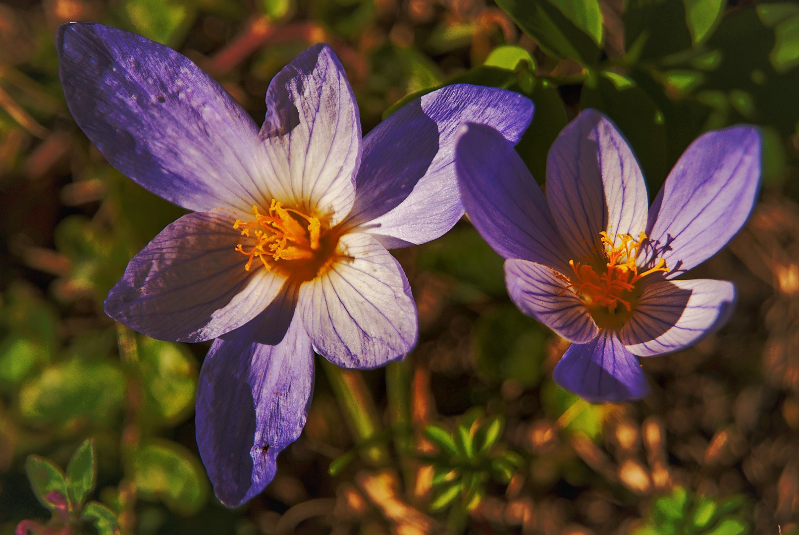 crocus