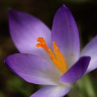 Crocus