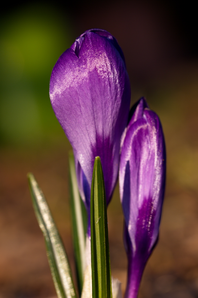 Crocus