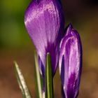 Crocus