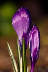 Crocus