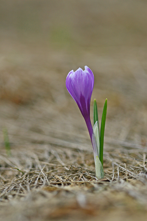 Crocus