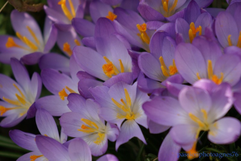 crocus