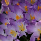 crocus