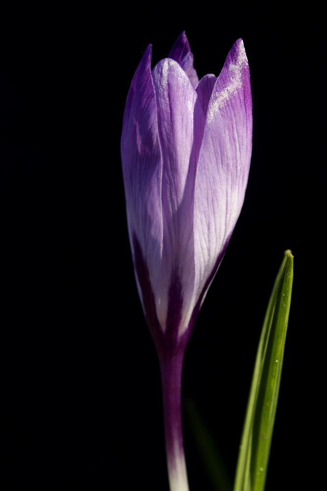 Crocus