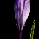 Crocus