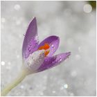 Crocus