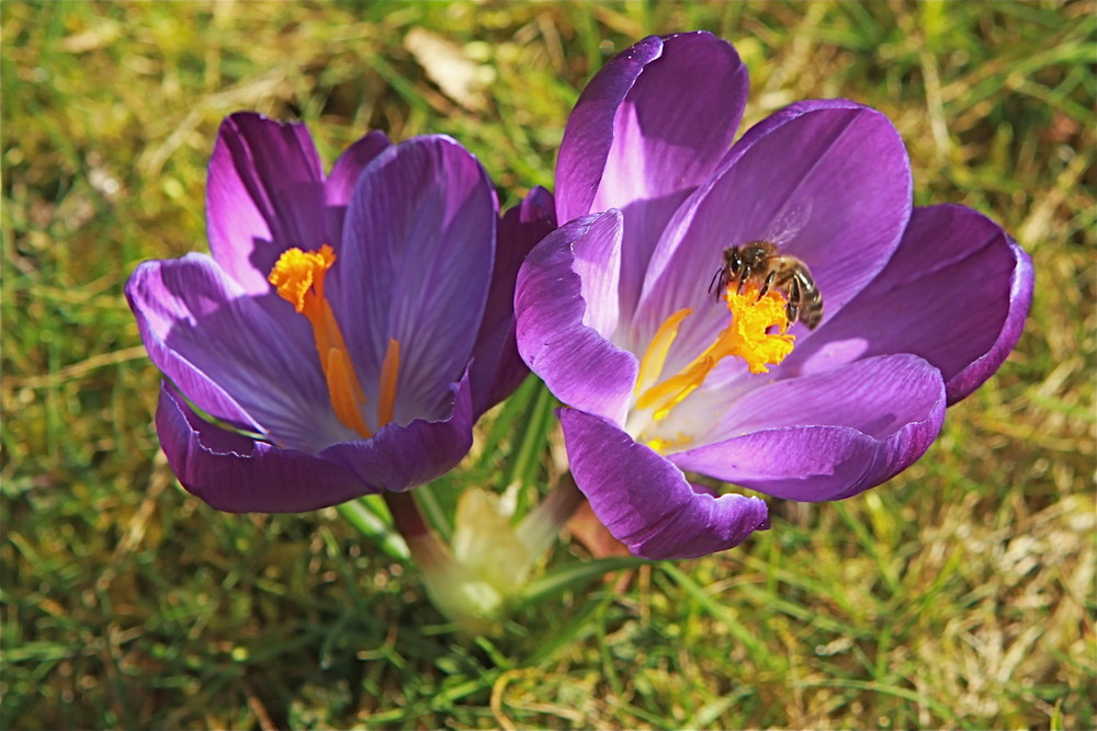 crocus