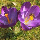 crocus