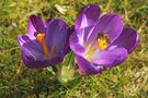 crocus de Pierre.C 