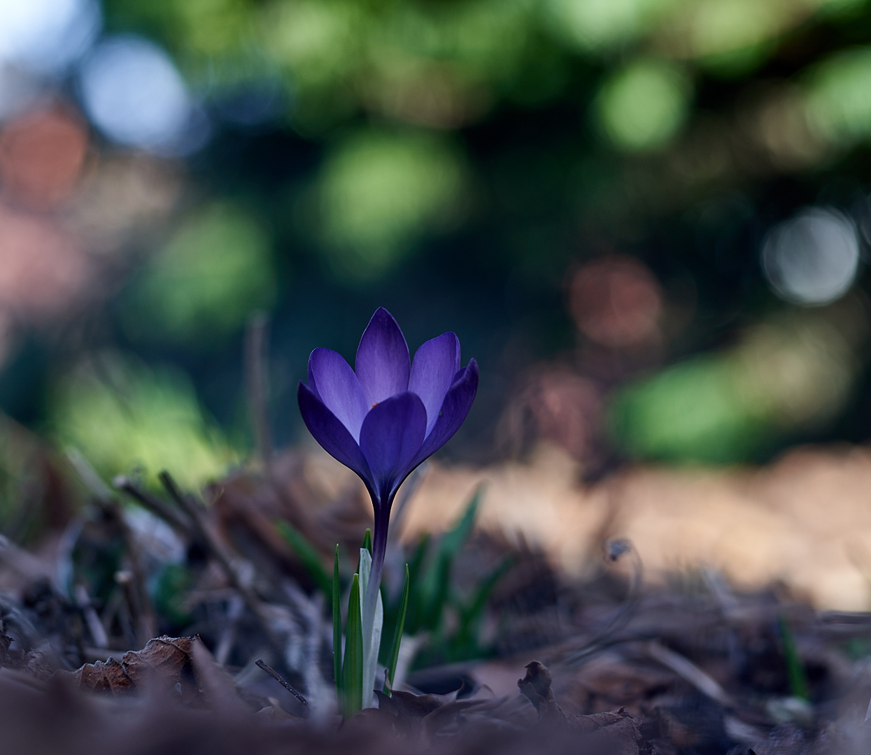 Crocus