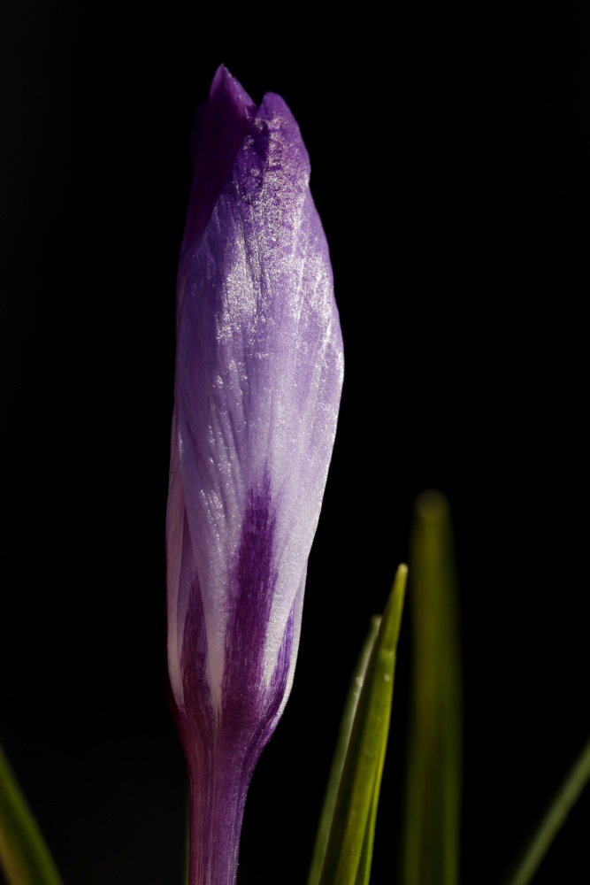 Crocus