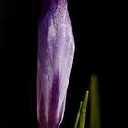 Crocus