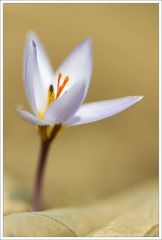 Crocus