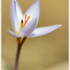 Crocus