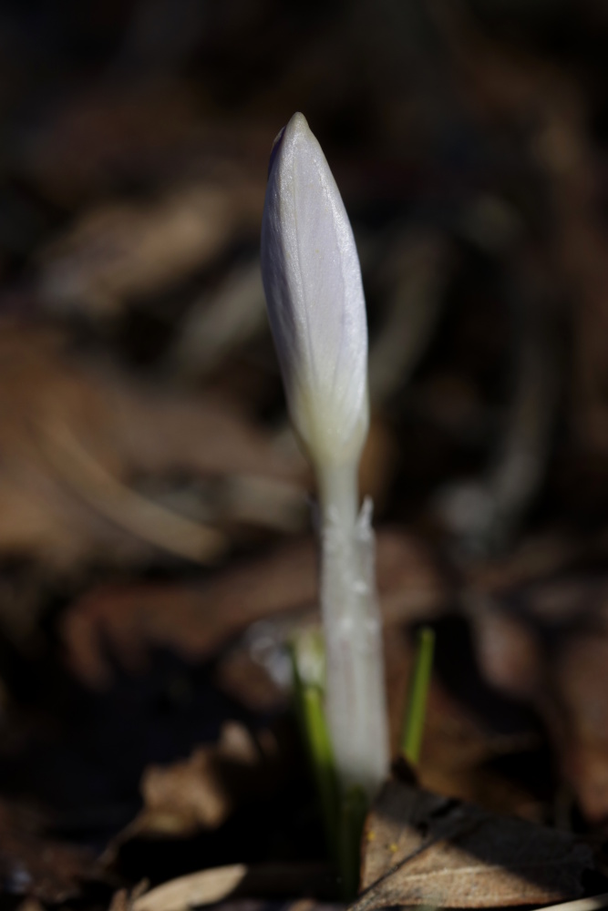 Crocus