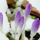 Crocus