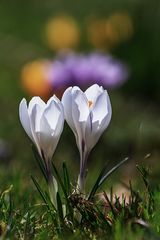 Crocus 