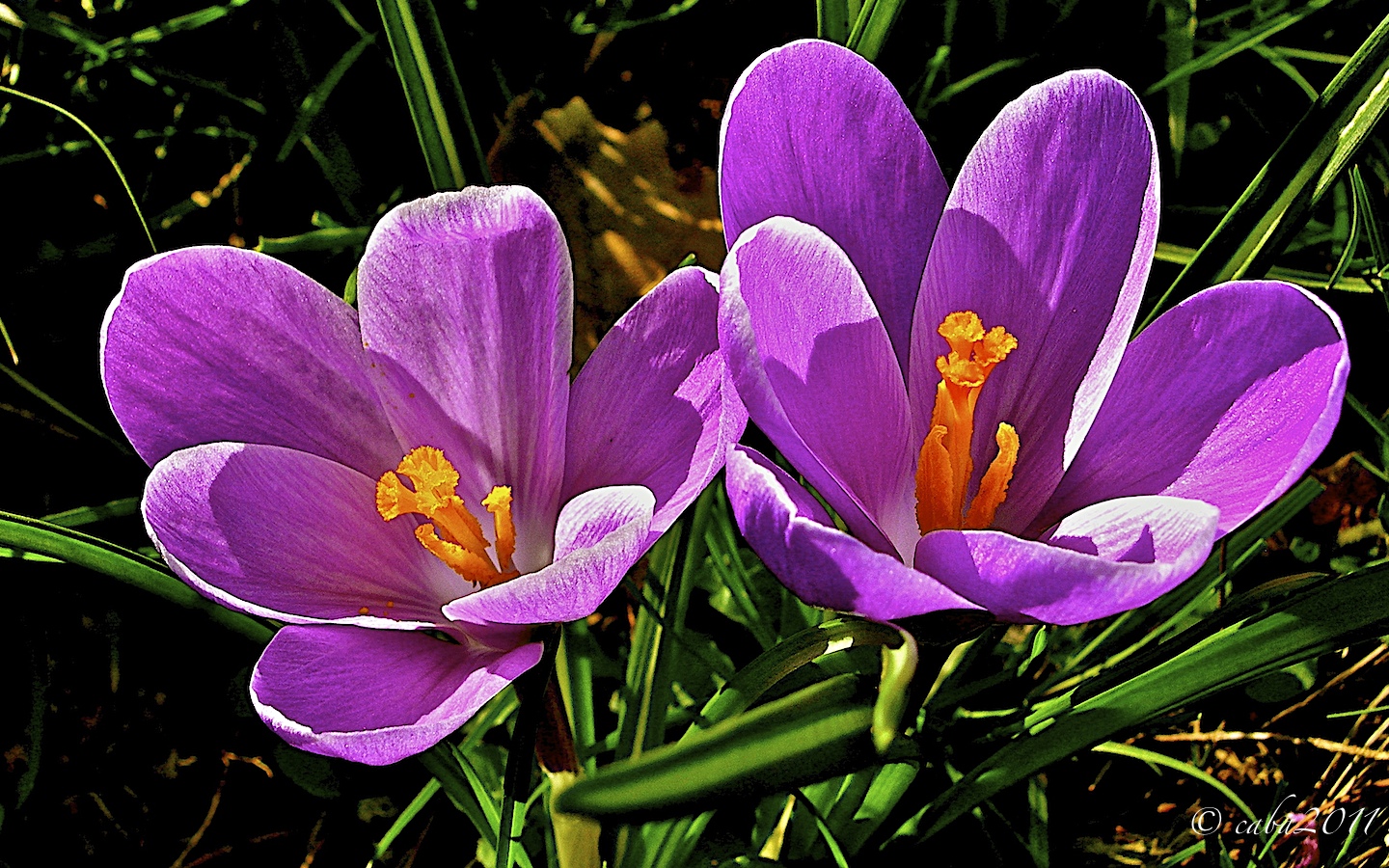 Crocus