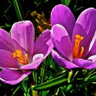 Crocus