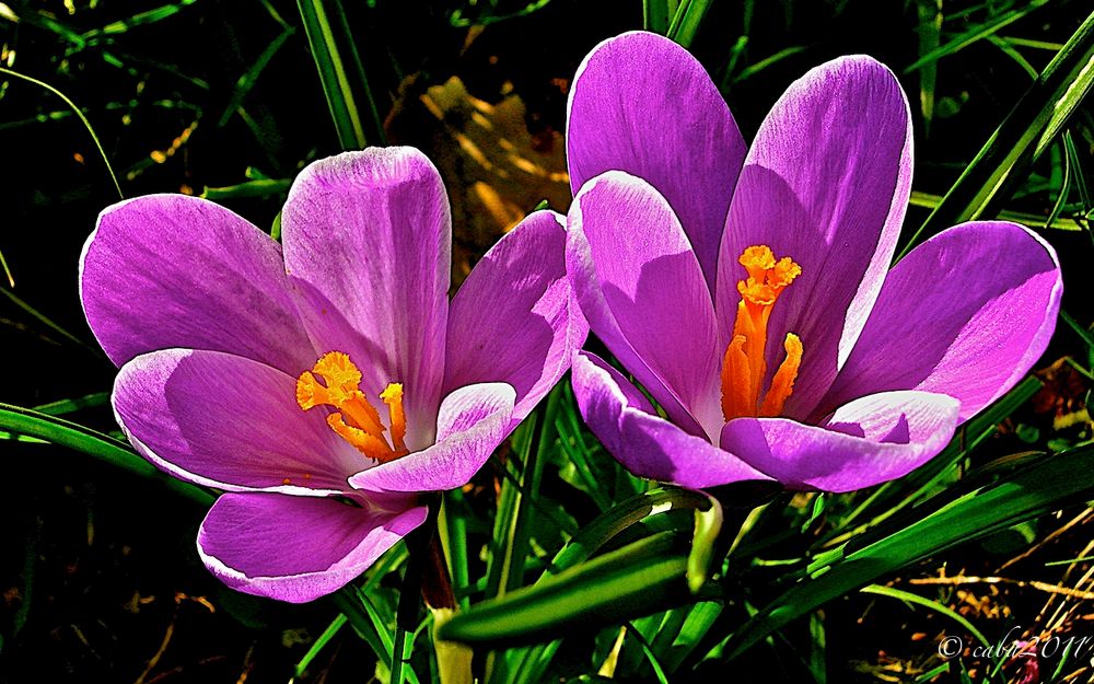 Crocus