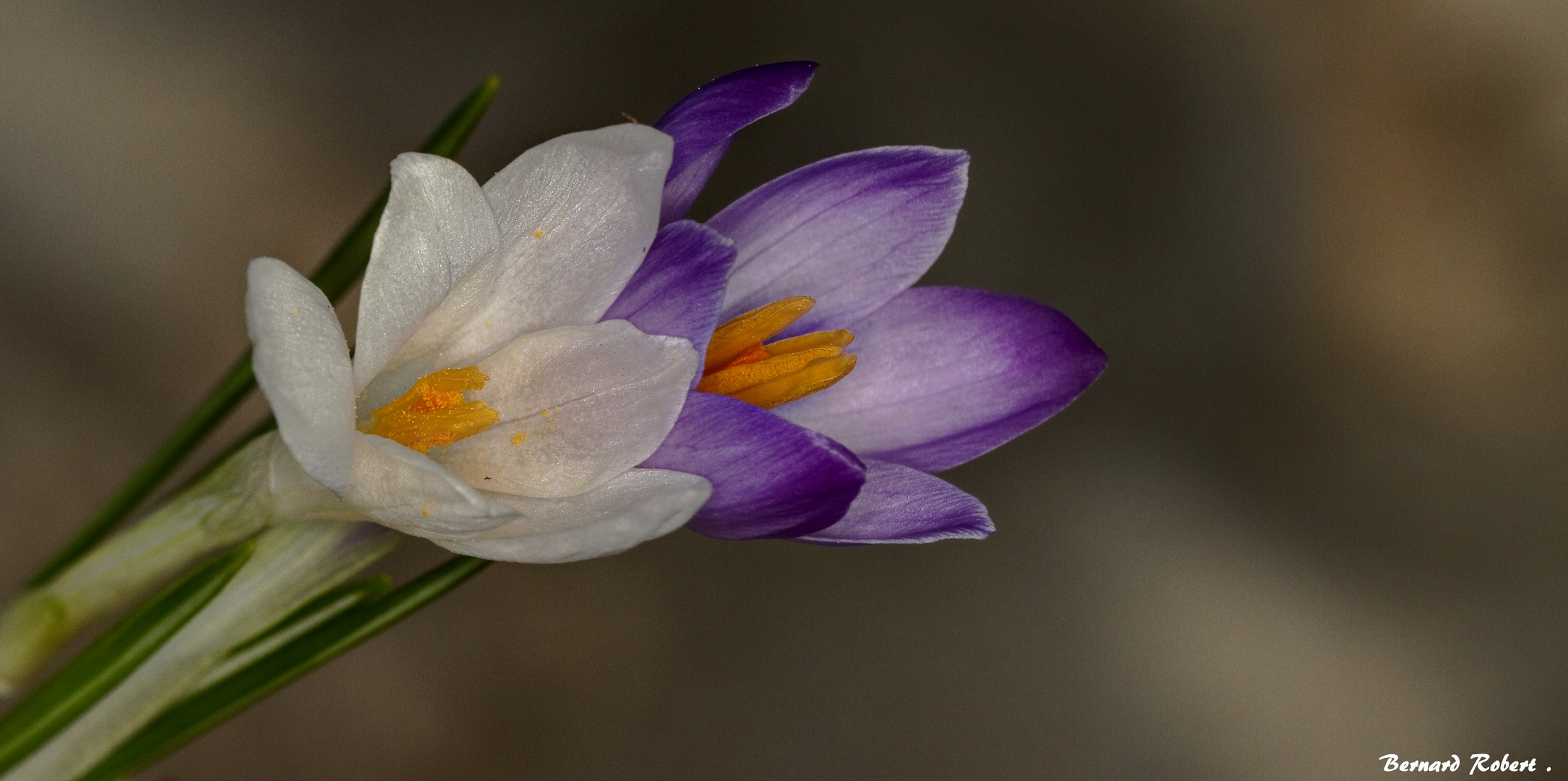 crocus (2) !!!!