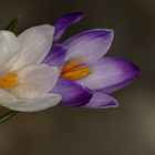 crocus (2) !!!!