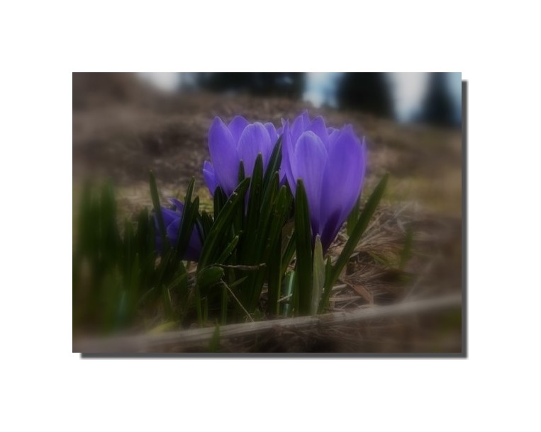 CROCUS 2