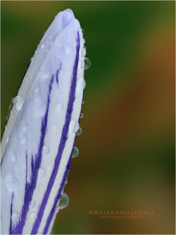 crocus 2