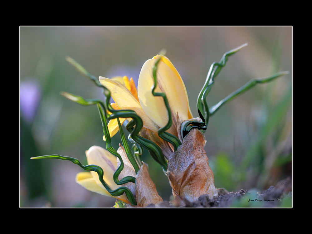 Crocus 2