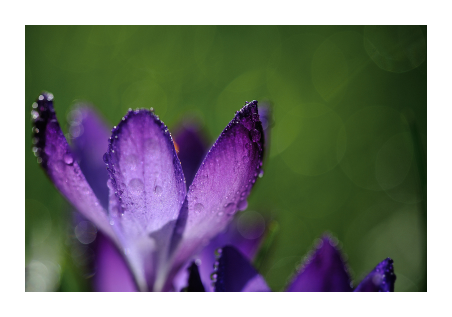 crocus 2