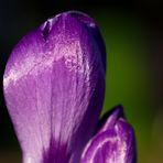 Crocus