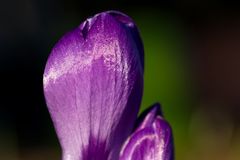Crocus