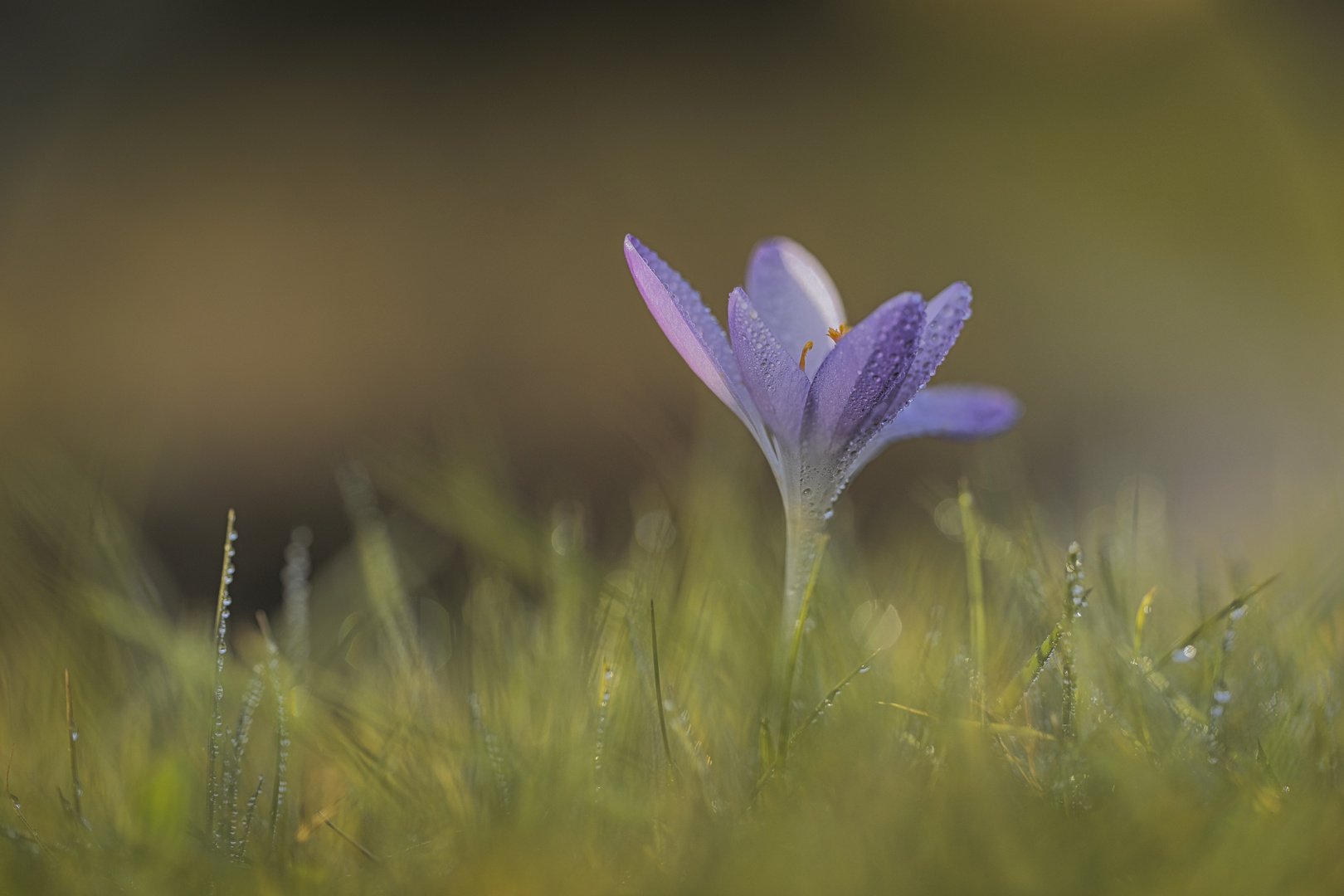 Crocus,