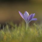 Crocus,