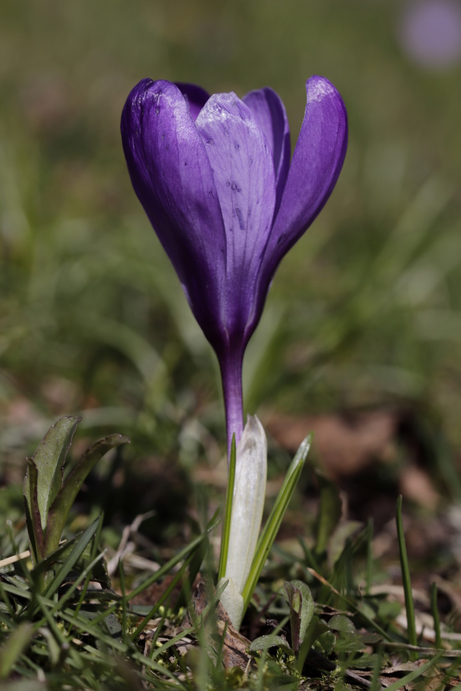 Crocus