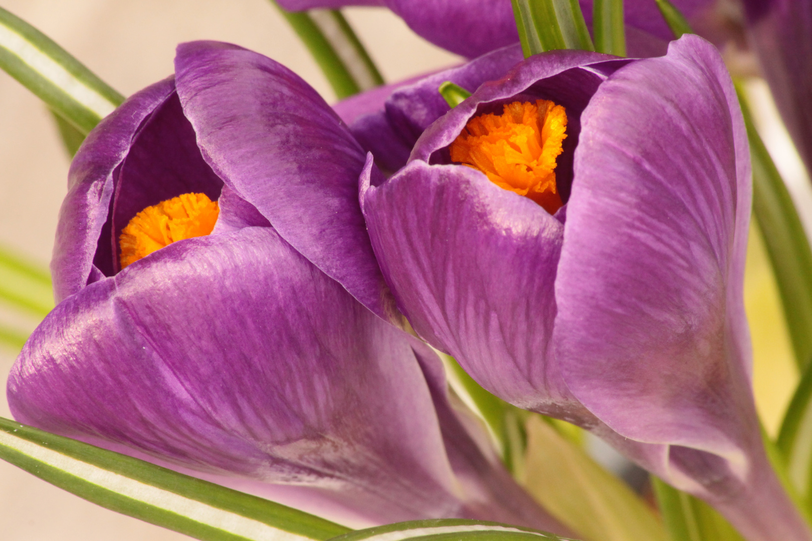 Crocus