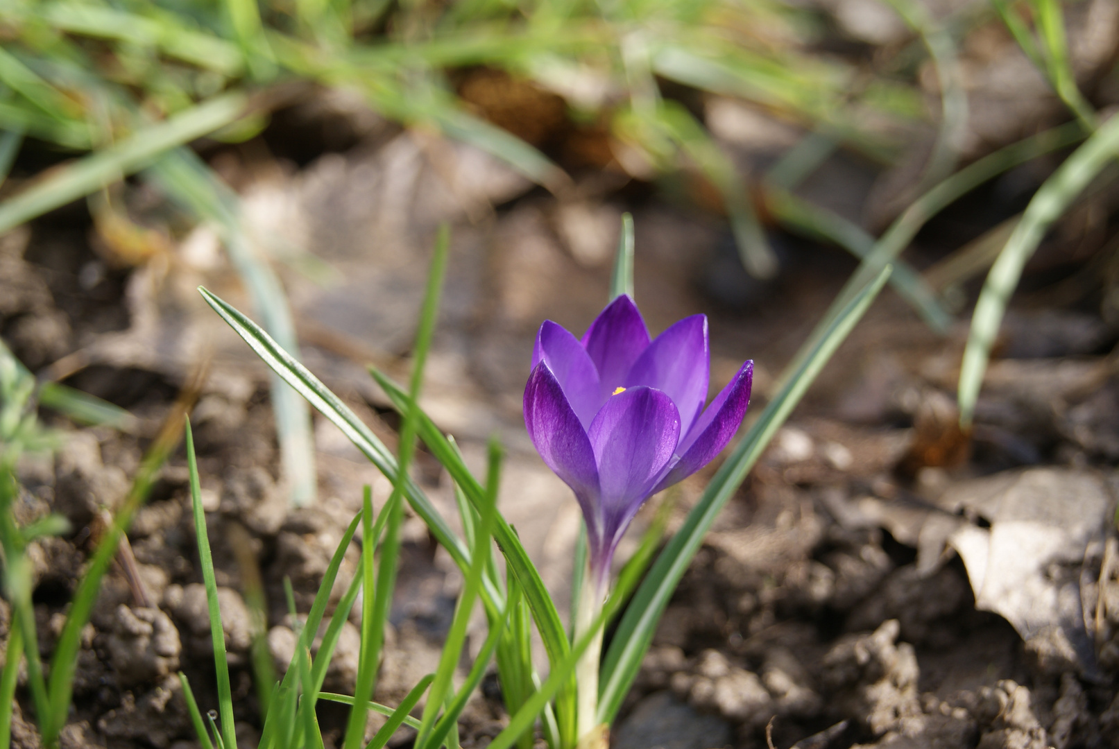 Crocus