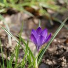 Crocus