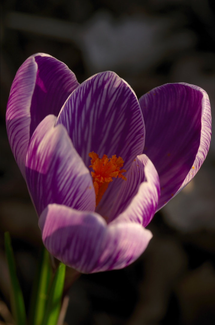 crocus 2.3