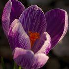 crocus 2.3