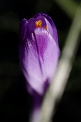 Crocus