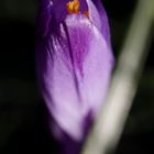 Crocus