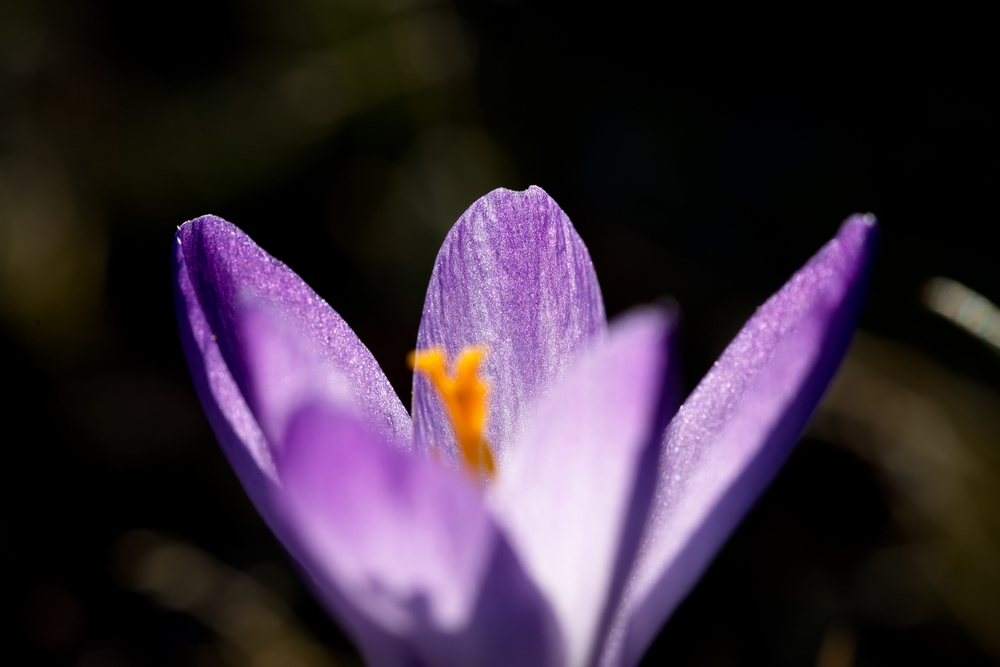Crocus
