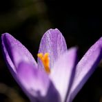 Crocus