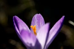Crocus