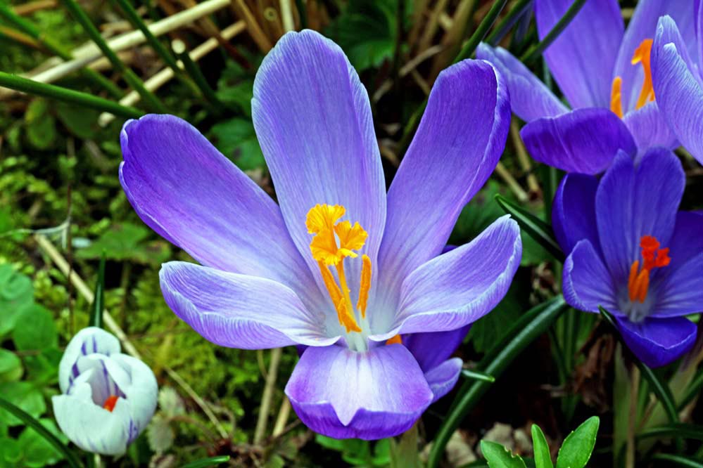 Crocus