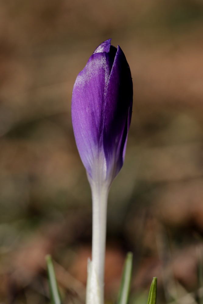 Crocus